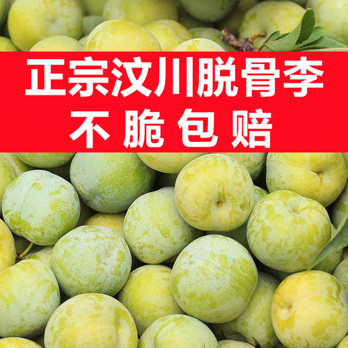 不脆包赔正宗汶川青脆李新鲜采摘