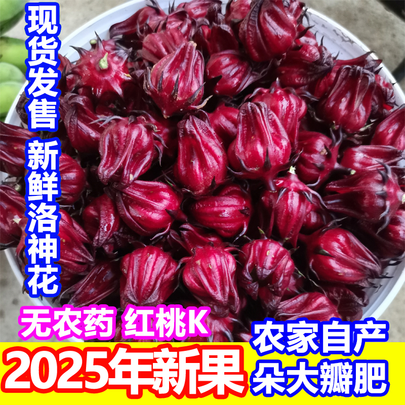 新鲜广西洛神花红桃k赤玫瑰茄