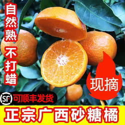 正宗桂林沙糖桔广西砂糖橘当季水果皮薄蜜橘新鲜甜蜜桔子孕妇宝宝