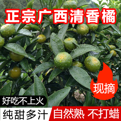 桂林清香蜜橘初恋果巴西柑