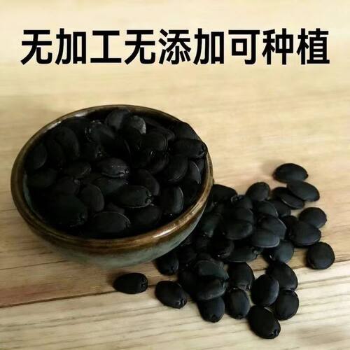 农家老丝瓜籽250g可种植人工筛选
