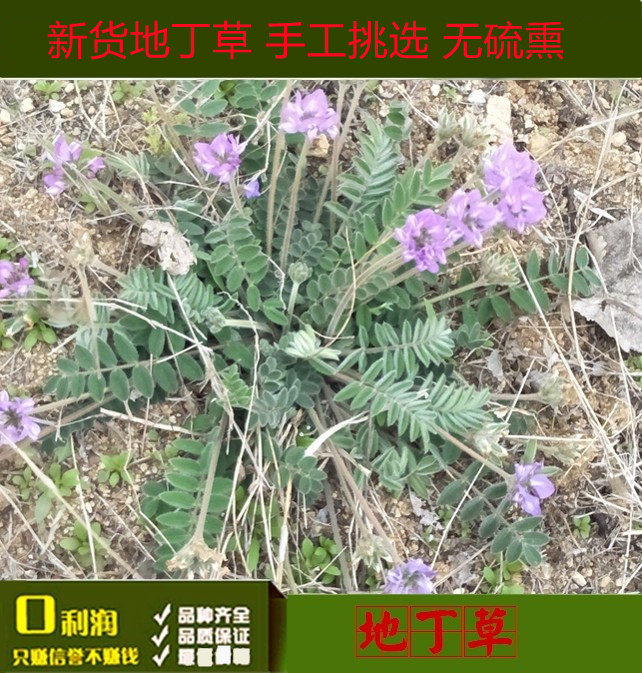 地丁草中药材 甜地丁 布口袋草 米口袋 布袋 紫花地丁 一份500克