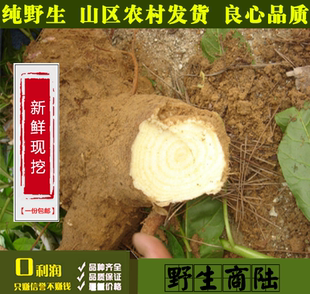 野生商陆根 新鲜现挖商路干品见肿消章柳根牛大黄山萝卜500克包邮