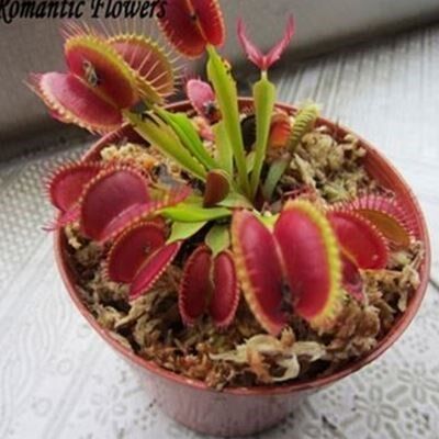 화분에 심은 금성 파리통 식물 씨앗 DIONAEA MUSCIPULA GIANT CLI
