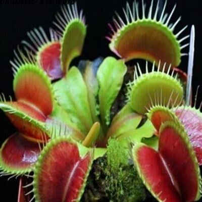 화분에 심은 금성 파리통 식물 씨앗 DIONAEA MUSCIPULA GIAN..