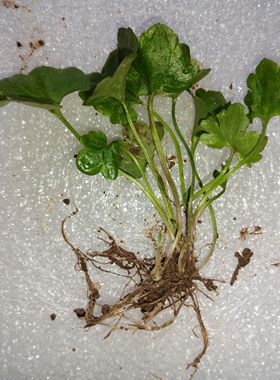 现挖鲜活野生猫爪草苗带叶带根可土培盆栽猫爪草种子正宗中药材苗