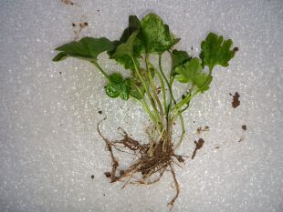 现挖鲜活野生猫爪草苗带叶带根可土培盆栽猫爪草种子正宗中药材苗