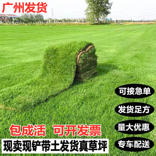 接急单广州草皮花园别墅送货上门