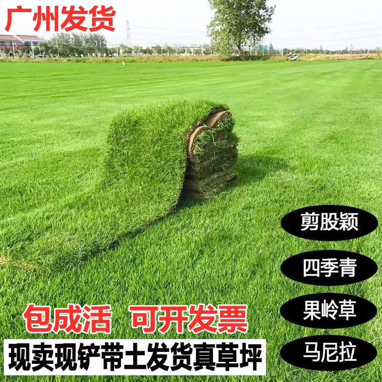 带泥土四季常青马尼拉绿化草皮图片