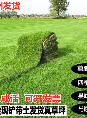带泥土四季常青马尼拉绿化草皮