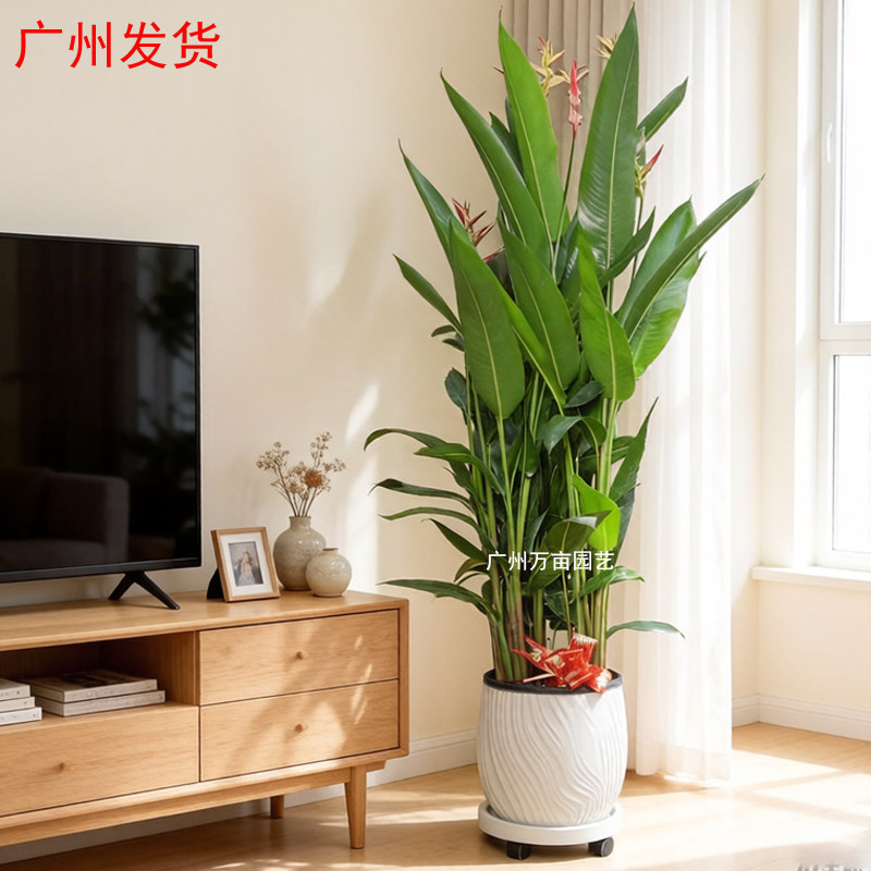 广州富贵鸟盆栽带花鹤望兰天堂鸟