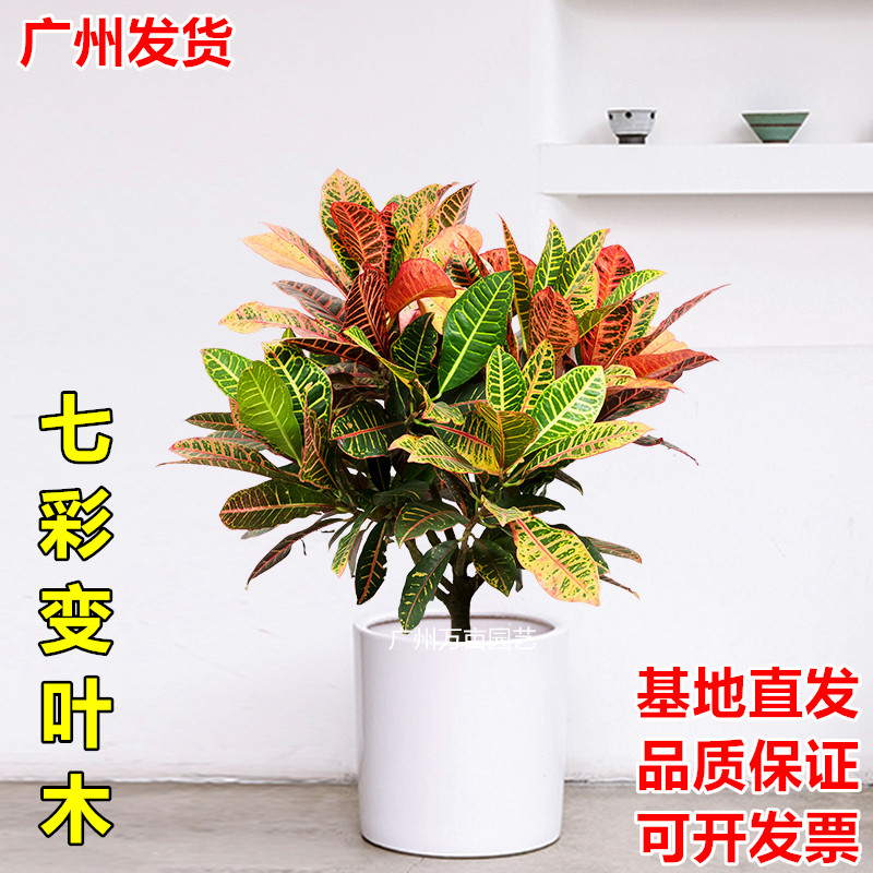 七彩变叶木变色木盆栽室内绿植物