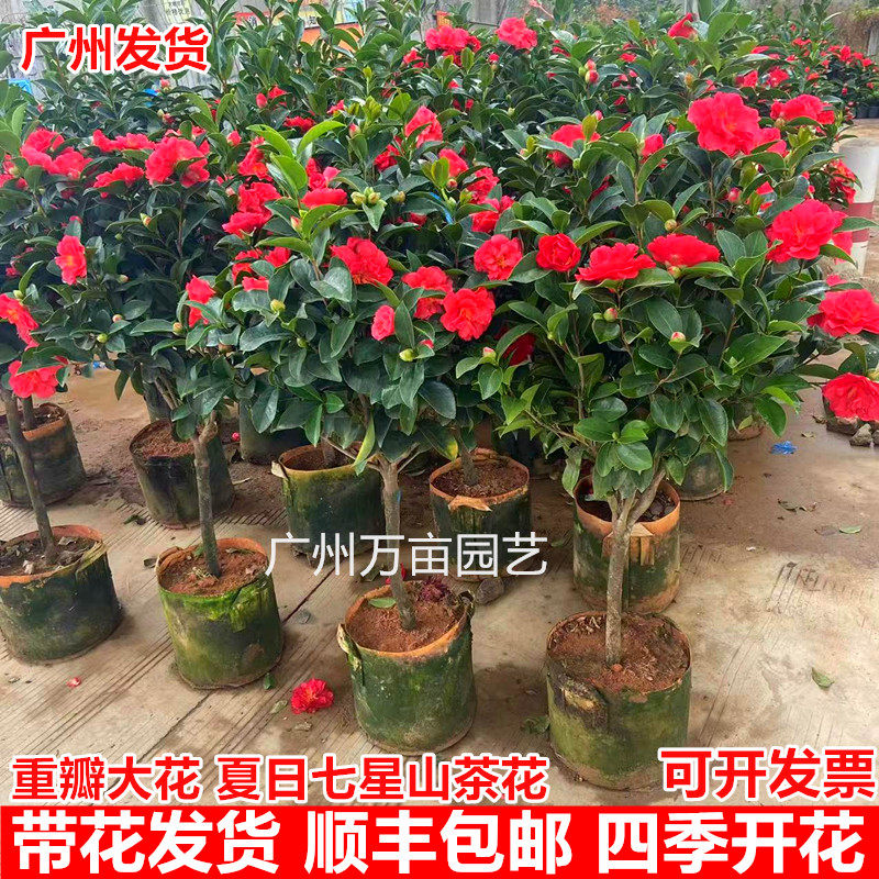 夏日七星山茶花盆栽老桩四季开花