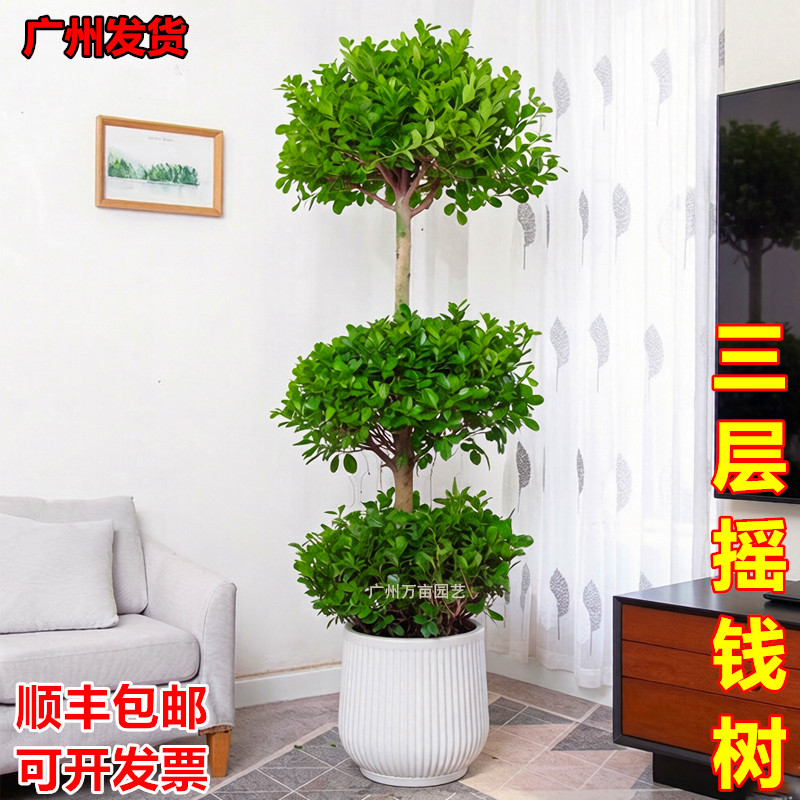 摇钱树金钱榕盆栽绿植大型发财树