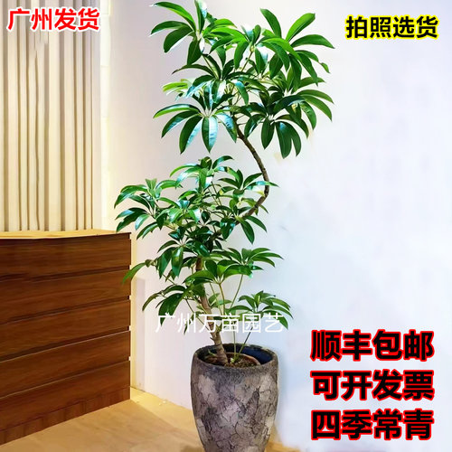 日本保罗大叶伞绿植盆栽一物一拍