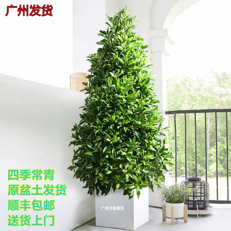 广州宝塔状非洲茉莉盆栽四季常青