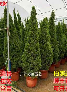 龙柏盆栽室内客厅圣诞树庭院绿植