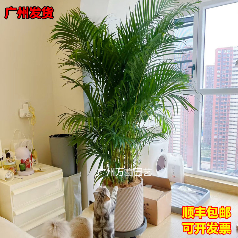 大型散尾葵老桩绿植盆栽凤尾竹四季常青椰子树办公室内外大号盆景