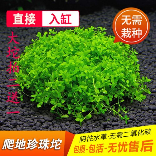 鱼缸懒人造景前景真水草爬地矮珍水草