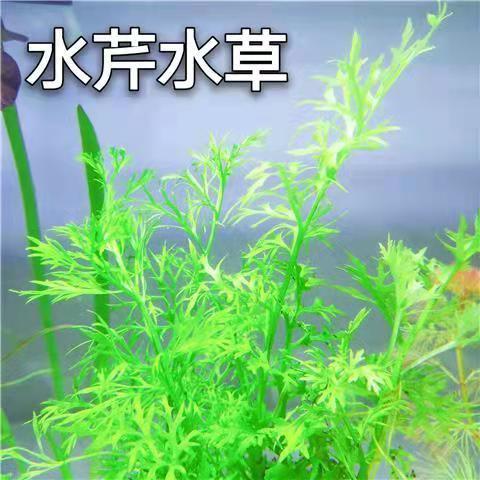 水芹水草鱼缸造景中后景雷龙缸造景植物水族箱无需二氧化碳包邮