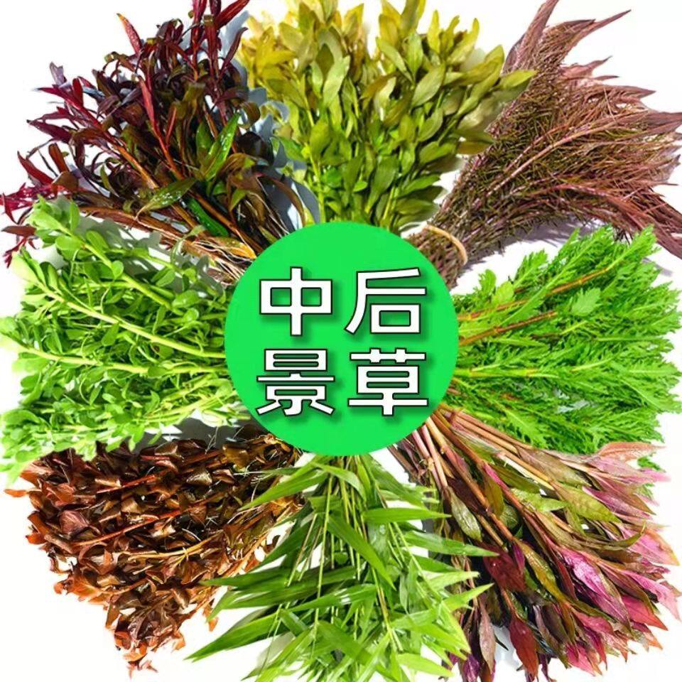 懒人活体真水草莫斯松茸火焰大三角水晶莫斯沉木莫丝鱼缸造景装饰