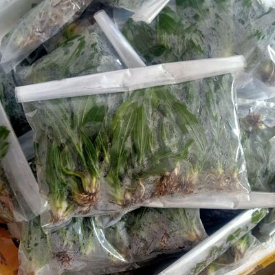 一袋10颗水下叶迷你九冠前景草鱼缸活体水草真水草