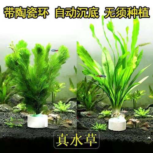 水草活体 好养耐活真水草植物绿菊大叶绿九冠鱼缸水草造景