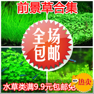 前景水草 迷你矮珍珠香蕉牛毛天胡葵爬地矮珍珠叉柱花小水兰椒草