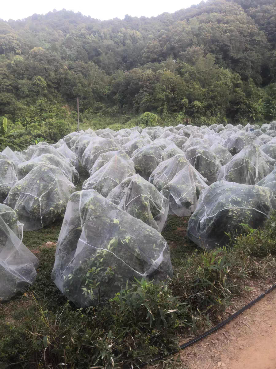 果树防虫网蔬菜大棚杨梅琵琶樱桃防蚊果蝇苍蝇定制蚊帐型网罩纱网