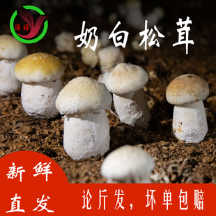 有机新鲜奶白松茸菌菇赤松茸基地直发坏单包赔顺丰快递