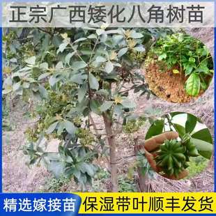 广西古龙八角树树苗小苗大料八角树嫁接苗高产矮化大红八角苗带杯