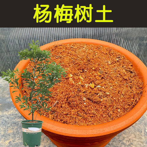 杨梅树土透气配方营养土顺丰包邮