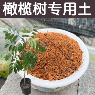 橄榄树土酸性透气透水配方营养土专用土盆栽型花卉种植土花泥花肥