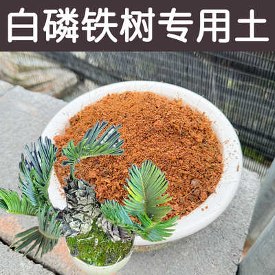 白磷铁树土配方营养土顺丰包邮