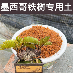 墨西哥铁树土酸性透气透水配方营养土专用土盆栽绿植种植花泥花肥