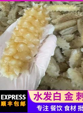 【顺丰包邮】黄金刺参白玉黄玉参