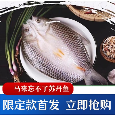 马来忘不了鱼苏丹鱼皇帝鱼太子鱼