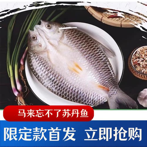 马来忘不了鱼苏丹鱼皇帝鱼太子鱼