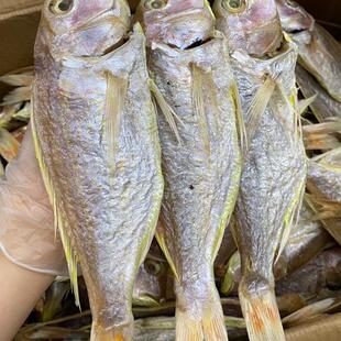 一夜埕红三鱼干咸鱼干金线鱼红衫鱼干海鱼干海鲜干货500g