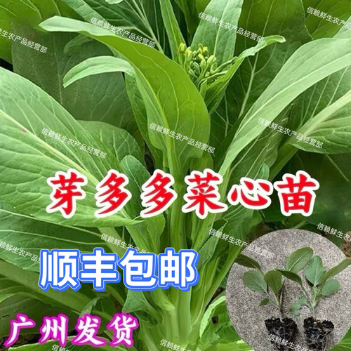 广州多枝多芽甜菜心苗秧现拔带泥当季种植蔬菜苗农田阳台容易种植