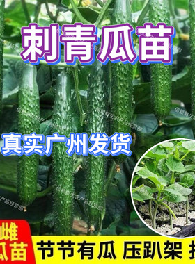 广东青瓜苗老品种密刺黄瓜秧苗新手易种耐热绿心青皮黄瓜蔬菜苗秧