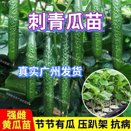 广东青瓜苗老品种密刺黄瓜秧苗新手易种耐热绿心青皮黄瓜蔬菜苗秧