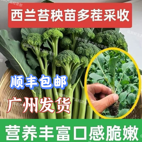 西兰苔苗当季种植蔬菜秧苗