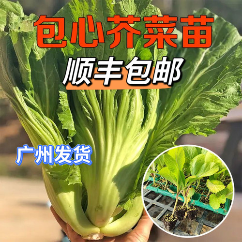 广东包心芥菜苗当季种植庭院阳台