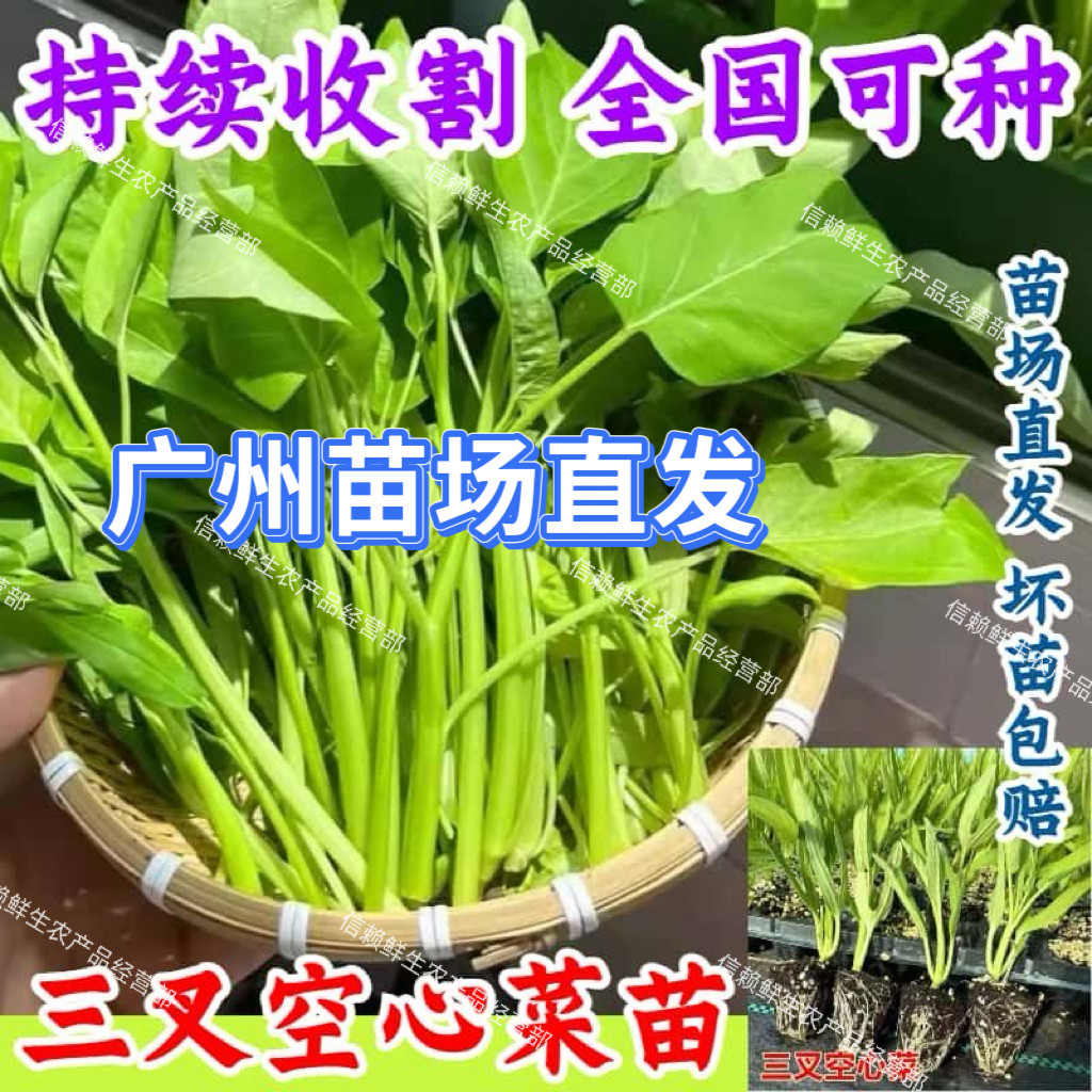 广州大叶空心菜苗三叉青梗通菜秧苗春夏季种植蔬菜苗现拔现发带土