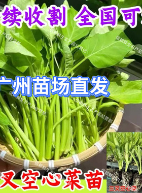 广州大叶空心菜苗三叉青梗通菜秧苗春夏季种植蔬菜苗现拔现发带土