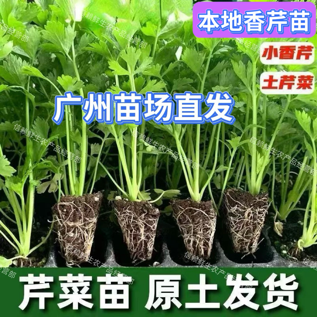 广东本地小香芹苗秧当季蔬菜苗秧
