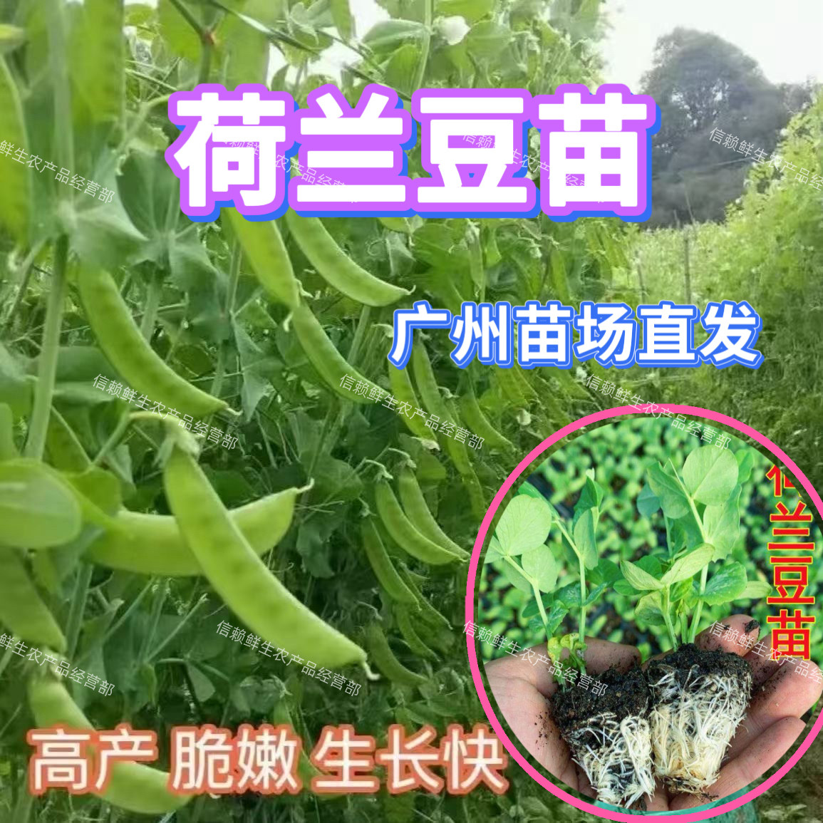 荷兰豆苗广东红花大荚荷兰豆秧苗豌豆苗高产菜豆苗当季蔬菜苗带土