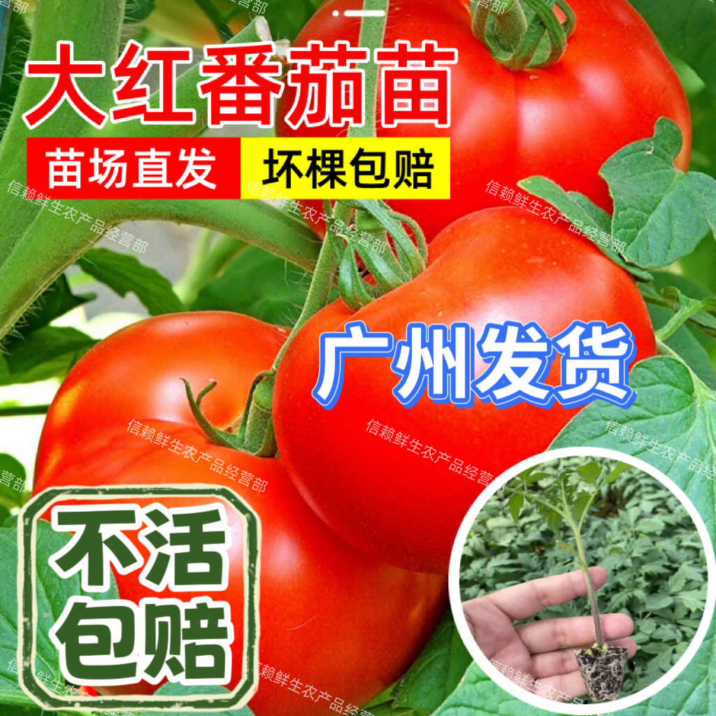广东老品种大红果番茄苗图片