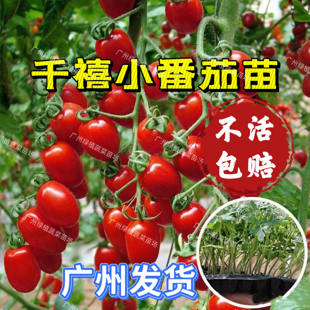 广东千禧圣女果苗正宗小番茄苗秧图片